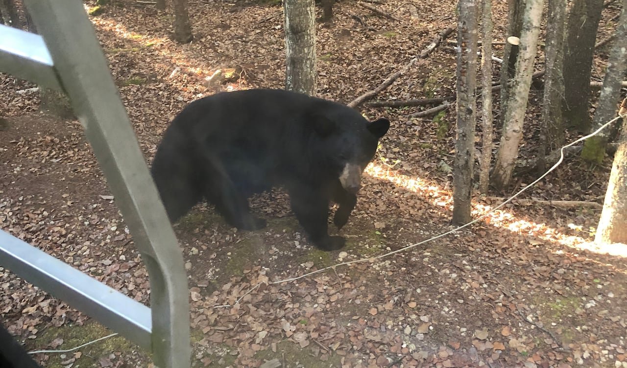 default-21 A black bear roams a campsite.