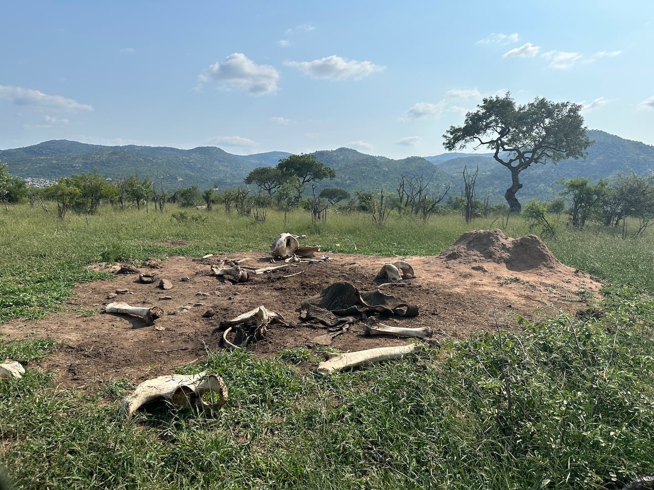 default-22 a picture shows a large bare patch of ground covered in elephant bones